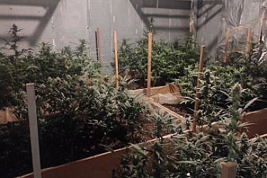 Криминалисти се натъкнаха на наркооранжерия в Радомирско, иззеха над 350 растения