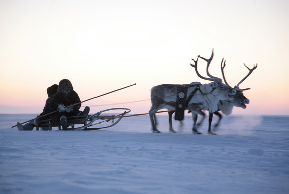 reindeer_sledge_sm.jpg