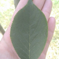 Mixaela0644