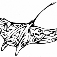 Manta Ray
