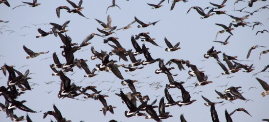 В Бургас взимат превантивни мерки за предотвратяване на птичия грип
