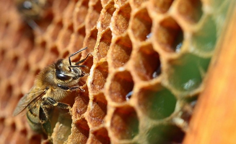 В ранно утро жените на пчеларите изпичат два обредни хляба