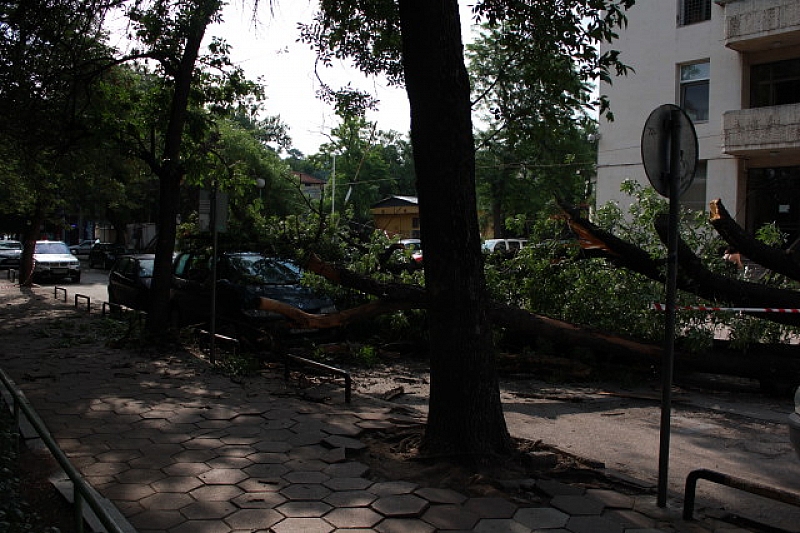 Дърво се стовари върху автомобил в центъра на Пловдив Инцидентът