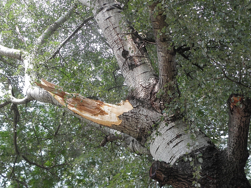Клон от изсъхнало дърво се стовари върху майки с детски