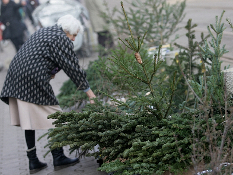 За Коледа държавните горски предприятия ще предоставят 50 000 елхички
