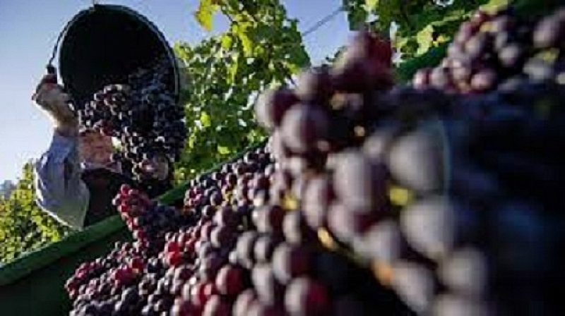 Най малко 150 000 тона винени сортове грозде не се отчитат