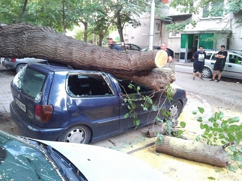 Дърво падна и премаза няколко автомобила в пловдивския кв. Христо