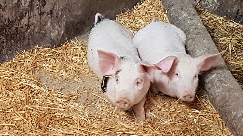 Първи случай на Африканска чума при домашни свине във Видин
