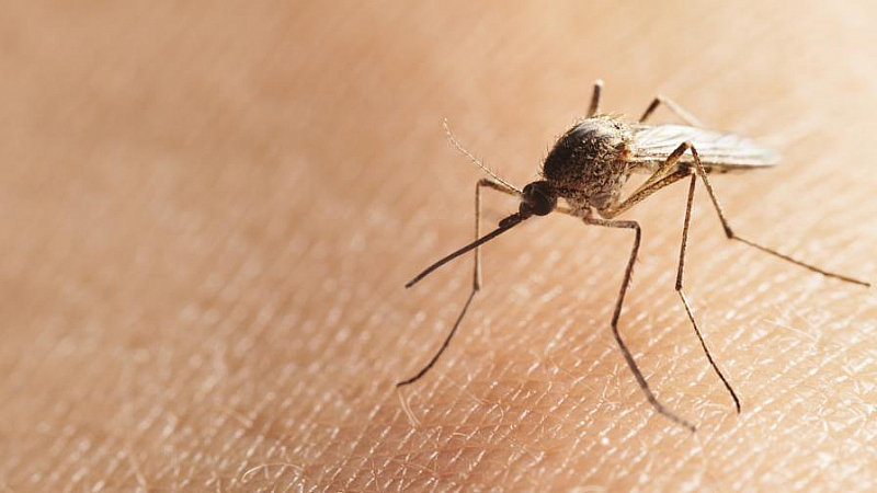 Нашествие от комари буквално побърка хората в Плевенско по поречието