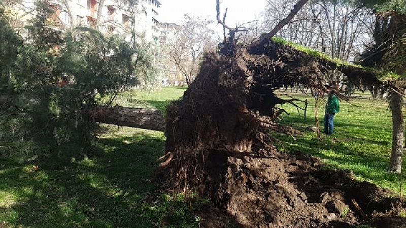 Силният вятър в столицата събори дърво в парка Заимов съобщи