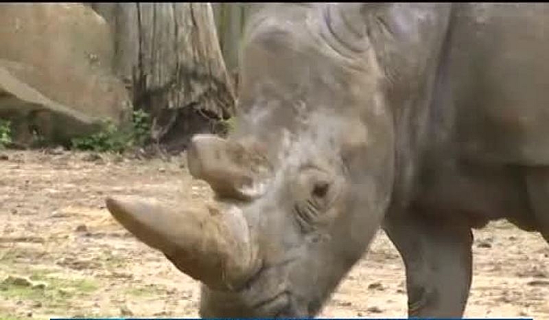 Последният мъжки северен бял носорог почина от възрастови усложнения, съобщиха