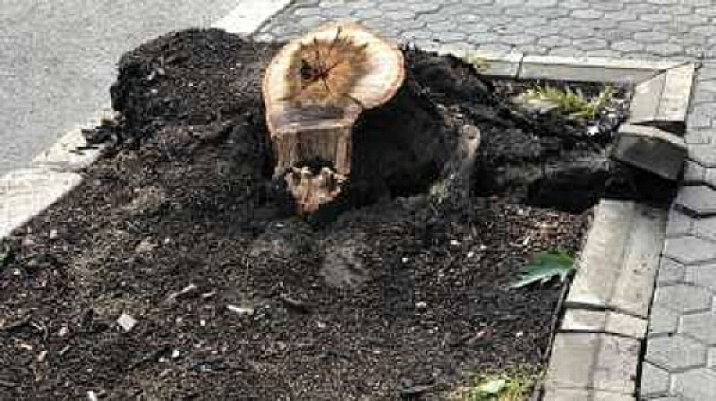 Камион събори дърво на булевард Княз Ал Дондуков в столицата