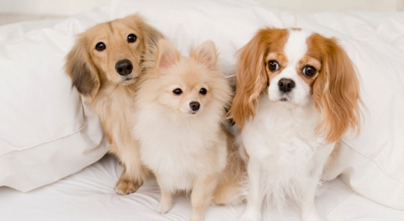 Парламентът забрани свободното разхождане на кучета над 5 кг без