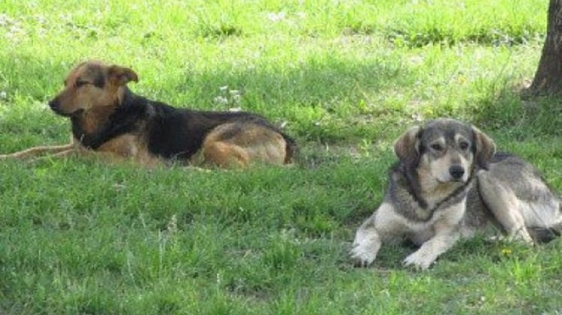 Безстопанствените кучета на територията на Столична община са приблизително 3600
