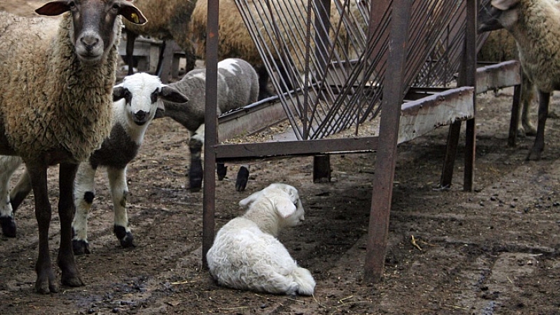 Няма болни животни в стадото на фермерката Ана Петрова. Това
