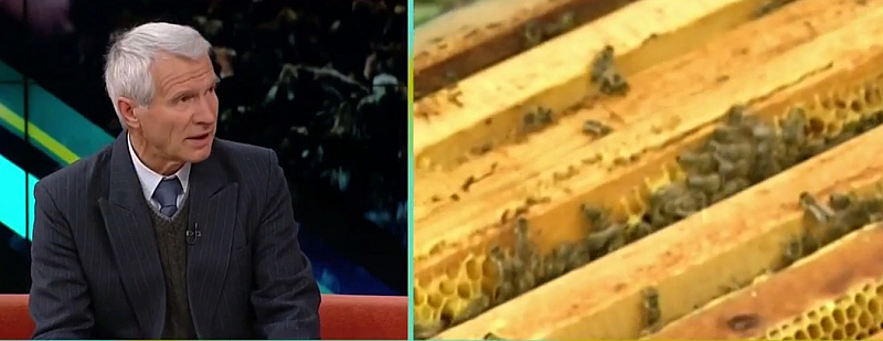 Необичайно рано и необичайно много пчелни семейства загиват, мащабите са