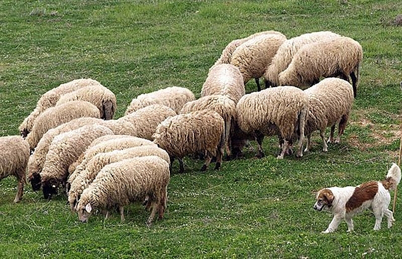 Собственичката на стадото с положителна проба в Болярово не допусна