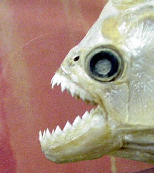 piranha-teeth.jpg
