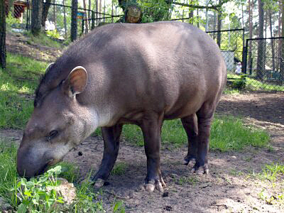 tapir7.jpg