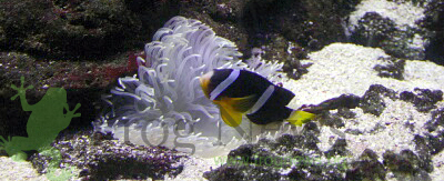 dulbini_14.jpg
