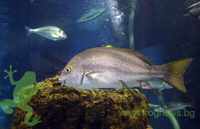 dulbini_21.jpg