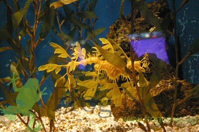 dulbini_23.jpg