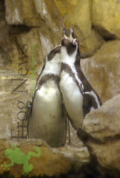 dulbini_25.jpg