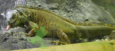 dulbini_29.jpg