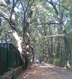 italy-sofia-secret-tr-session.jpg