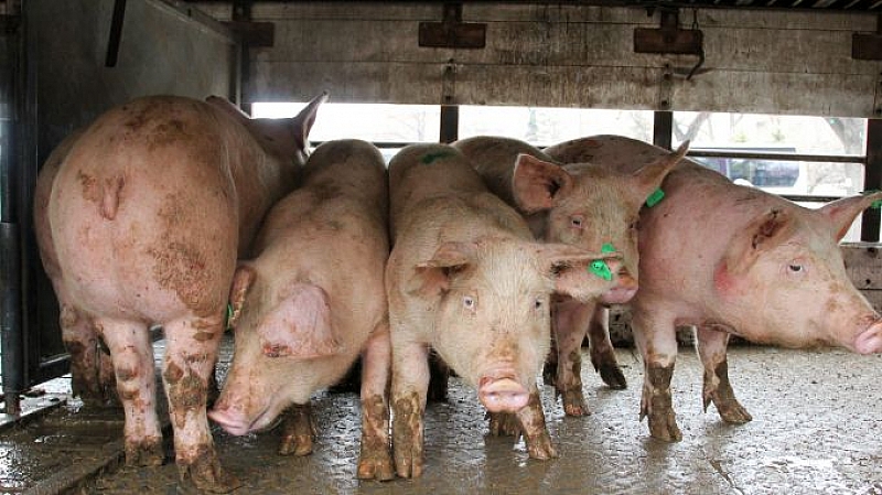 Пробите за африканска чума взети от свинете в провадийското село