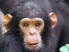 Забраниха отглеждането на маймуни като домашни любимци
