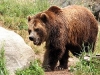 Родопска мечка с GPS