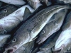 Църквата забрани рибата на Никулден