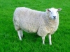 Овца не даде показания пред холандски съд