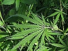 Българи "шетали" в плантация за марихуана