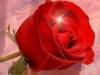 Отказваме се от розата като символ на България