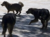 Борисов се срещна с Велчев заради „тричането” на кучета