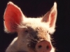 286 заразени със "свински грип" в САЩ