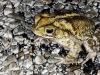 Отровна жаба мори животни в Австралия