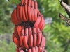 “Червени банани” източиха 398 000 000 лв.