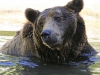 МОСВ обезщетява близките на убит от мечка с 130 хил.лв