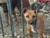 Италианец остави 1 млн. евро на приют за кучета