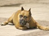 Зачестяват измамите при продажба на породисти кученца по интернет