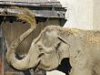 Домът на слона - с дограма; дажбата храна - двойна