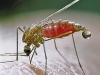  Гръцки комари сеят смърт
