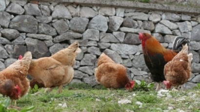 След пеликана в Бургас птичи грип и по кокошките