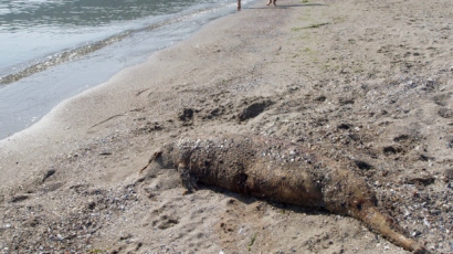 Само за месец морето изхвърли 7 мъртви делфина в Бургас