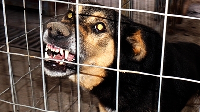 Бездомни кучета нахапаха млада жена в Хасково