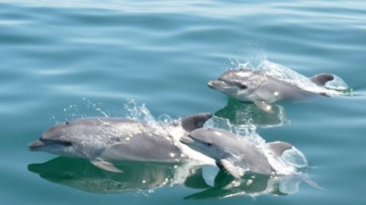 Пет години затвор за убийство на делфин