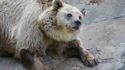 Животните в столичния зоопарк измират, затвориха го  